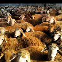 گوسفند کشتاری بره نر جوان زنده مناسب برای قربانی|حیوانات مزرعه|تهران, فرمانیه|دیوار