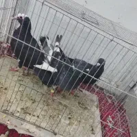 پرنده