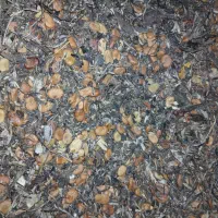 باقالا|گل و گیاه طبیعی|فاضل آباد, |دیوار