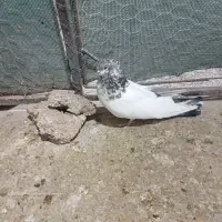 کله دم سبز|پرنده|کبودرآهنگ, |دیوار