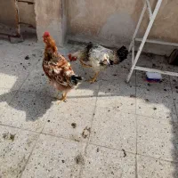 خروس