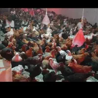 جوجه و مرغ سفید تخم گذار