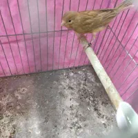 قناری|پرنده|شیراز, شهرک بهار|دیوار