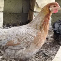 مرغ محلی|حیوانات مزرعه|حور, |دیوار