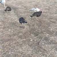 یک عدد بوقلمون نرویک عددماده بابک جوجه یک ماهه