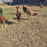 مرغ لاری معاوضه با غازوبوقلمون