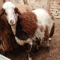 بره نر