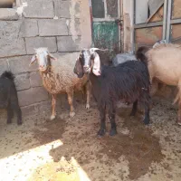 بز آبستن دقلوزا با بزغاله بزرگ