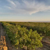 معاوضه باغ پسته با منزل مسکونی در یزد