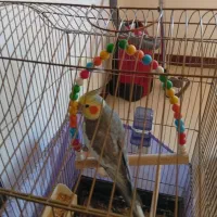 عروس هلندی نرسخنگو دستی