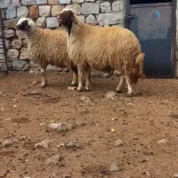 قوچ ورن سنجابی|حیوانات مزرعه|گهواره, |دیوار