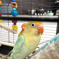 طوطی برزیلی پاربلو