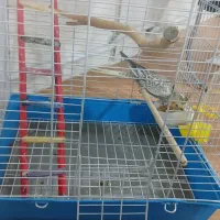 عروس هلندی|پرنده|قدس, شهر‌قدس|دیوار