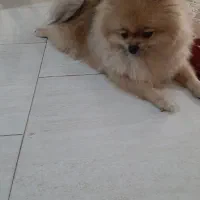 پامرین ماده ۱ساله|سگ|ری, علایین|دیوار