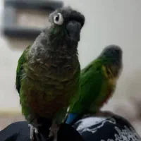 طوطی گرینچیک