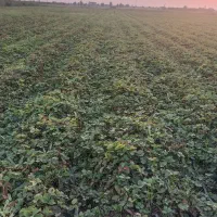 نهال توت فرنگی ساپرینا