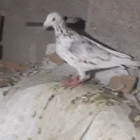 کبوتر پلاکی