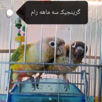 دنیای پرندگان سخنگو