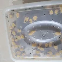 جوجه حلزون از یک هفته تا ۳ ماه