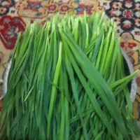 کوراده‌دشته