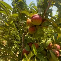 زمین ۱۱۱۲ متر ۴ قواره ویلایی/ باغی لب راه اصلی|فروش زمین و ملک کلنگی|لاهیجان, انقلاب|دیوار