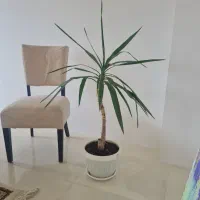 گل آپارتمانی (یوکا)