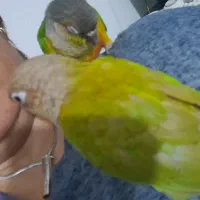 یک جفت گرینچیک.فول رام|پرنده|پاکدشت, پاکدشت (مامازند)|دیوار