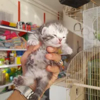 گربه|گربه|سقز, |دیوار