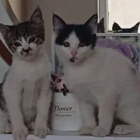 واگذاری گربه