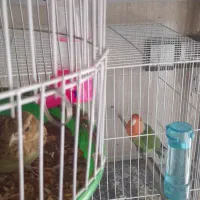 جوجه مینا