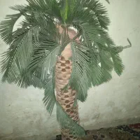 نخل تزیین|گل مصنوعی|خرمشهر, |دیوار