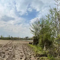 فروش دو قطعه شالیزار سنتی نزدیک هم بر آسفالت|فروش دفتر صنعتی، کشاورزی، تجاری|رودسر, |دیوار