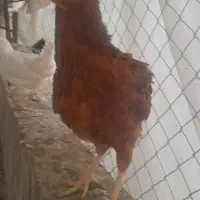 مرغ و خروس
