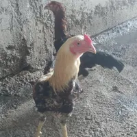 خروس لاری و مرغ لاری ۲تومن