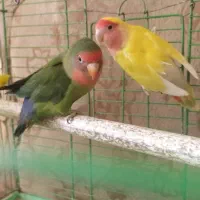 طوطی برزیلی با تخم|پرنده|ملایر, |دیوار