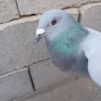 کبوتر|پرنده|هامون, |دیوار