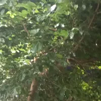 زمین کشاورزی مناسب برا باغ