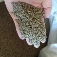 زیره سبز|عمده‌فروشی|قائن, |دیوار