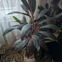 گل طبیعی|گل و گیاه طبیعی|فردیس, قریشی|دیوار