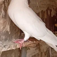 کبوتر|پرنده|شوشتر, |دیوار