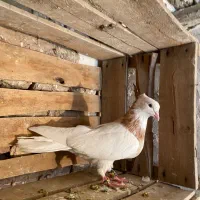 طوقی زرد نر خالدار|پرنده|میاندوآب, |دیوار