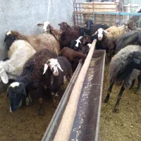 میش بره دار|حیوانات مزرعه|خنداب, |دیوار