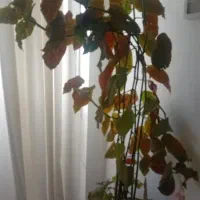 گل بگونیا بسیار زیبا وبلند