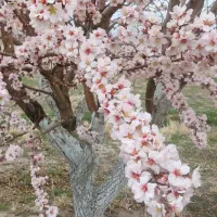 باغ ۱۰۰۰ متری در اقساط ۶ماهه بخر