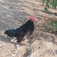 مرغ خوروس برهما بالق تخمگذار