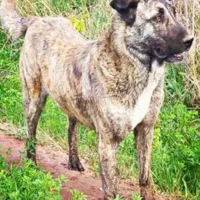 این سگ گم شده است