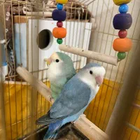 کوتوله خاص|پرنده|قم, نخودی|دیوار