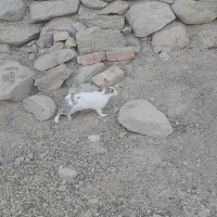 دو جفت خرگوش بزرگ