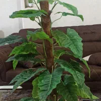 گل مصنوعی خارجی فابریک