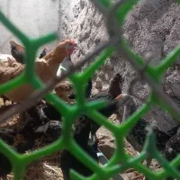 جوجه ۴ ماهه نژاد دار